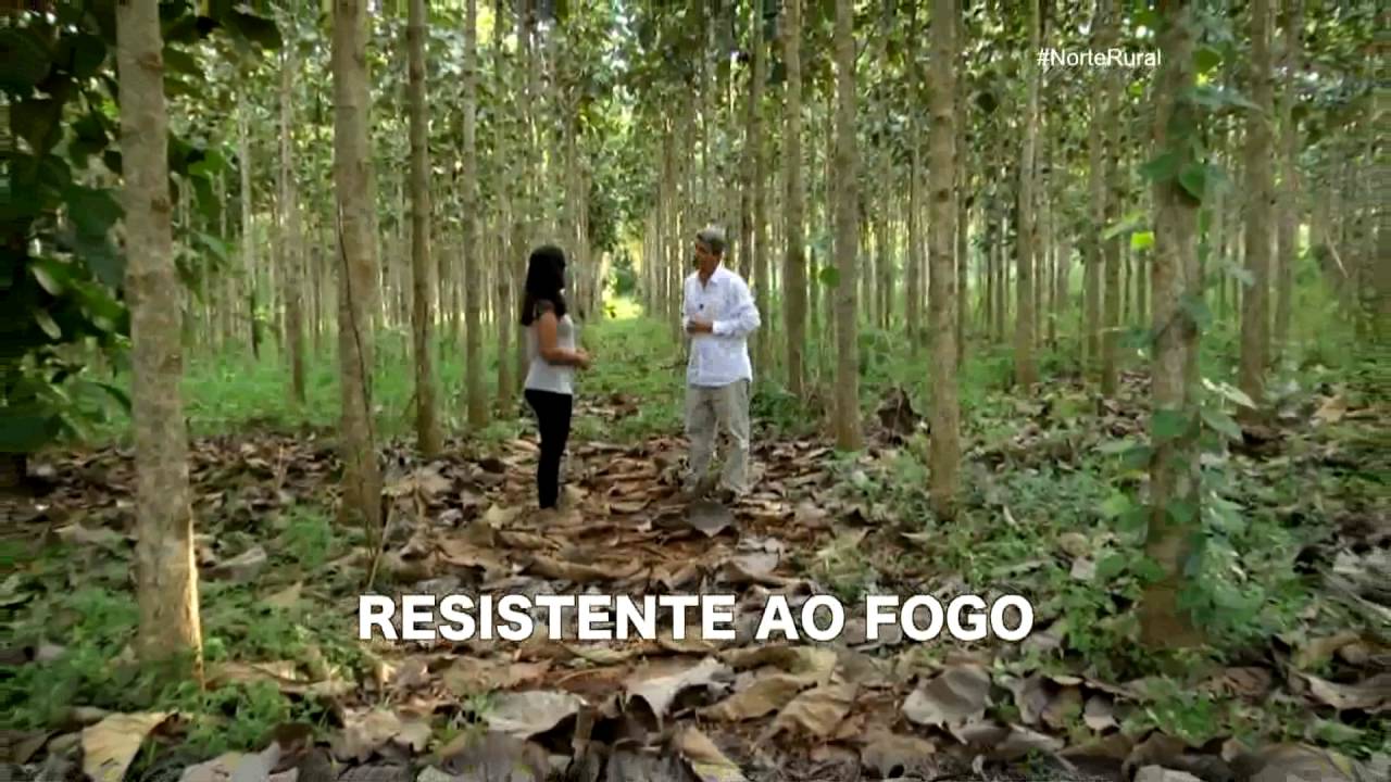 Norte Rural | Desenvolvimento da madeira Teca em Rondônia