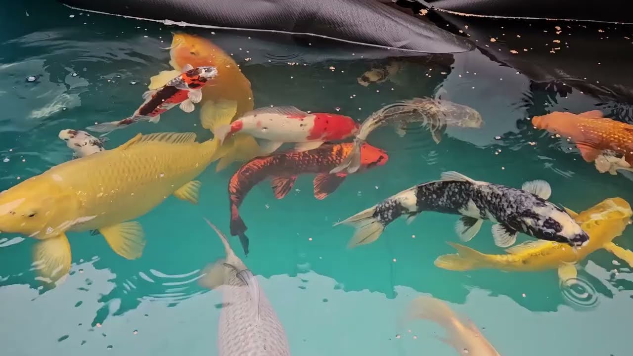 Fish Update and plans for next year