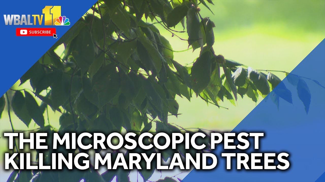 Beech leaf disease becoming threat in Maryland