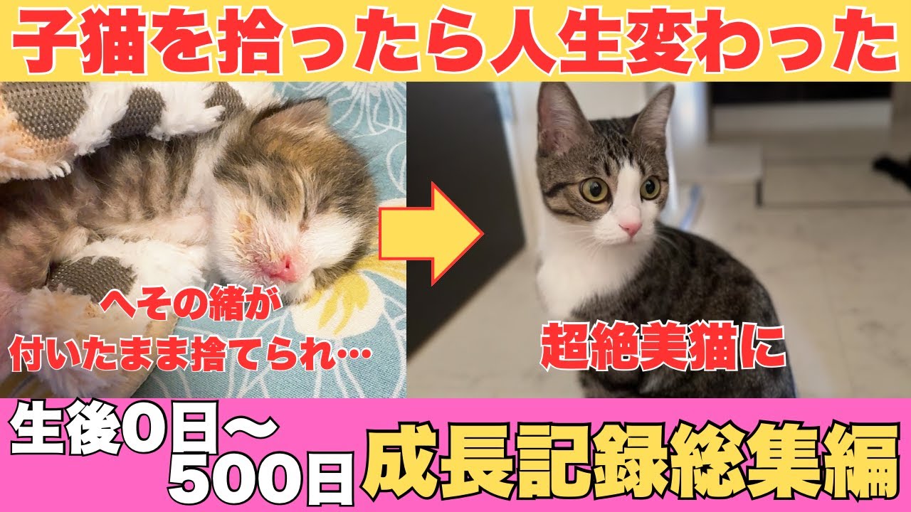 生まれたての子猫を拾ったら人生変わった【生後0日～500日成長記録総集編】