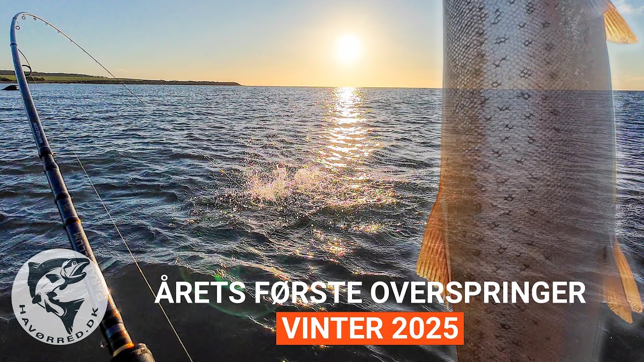 Årets første overspringer 🐟 Havørred 🎣 Fiskeri ❄️ Vinter