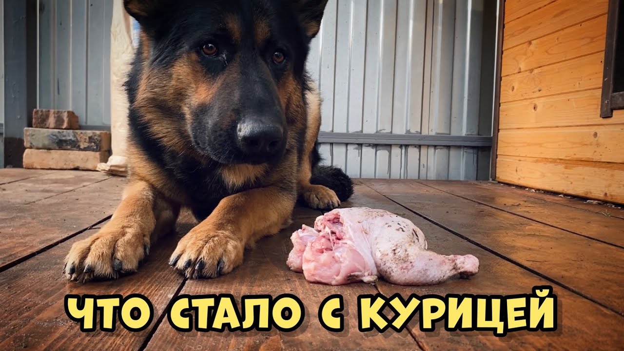 ДАЛ СОБАКЕ ЦЕЛУЮ КУРИЦУ