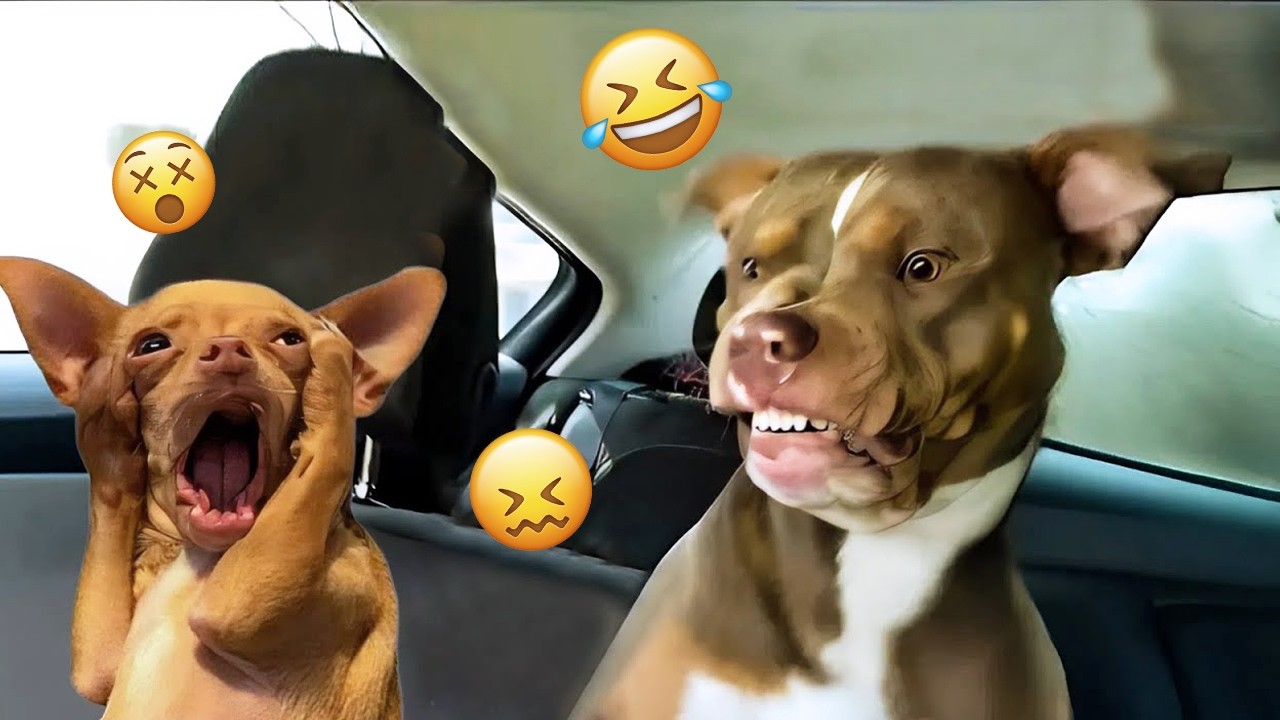 Над этими собаками невозможно перестать смеяться 🤣 Самое смешное видео с собаками 2026 года #43
