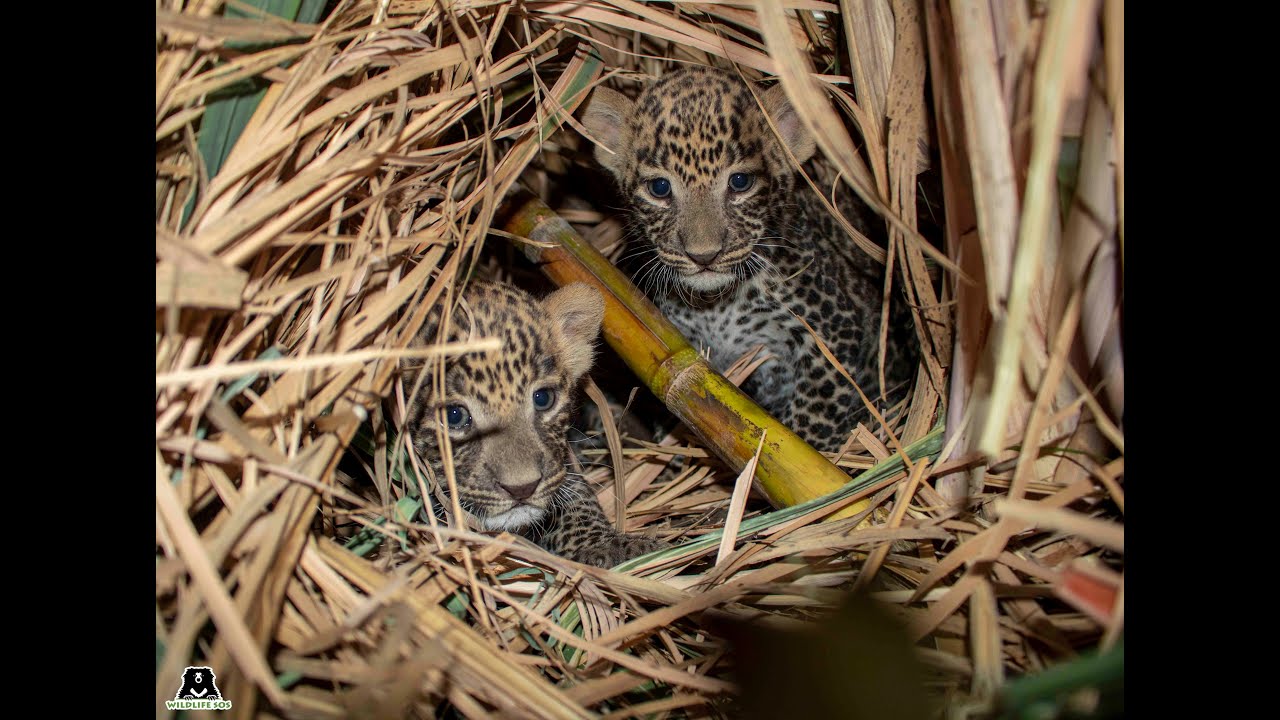 Leopard Family Gets Separated Again, Rescued & Reunited by Wildlife SOS