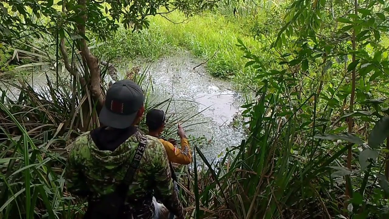Gurame besar penunggu danau mati,,[]mamcing gurame