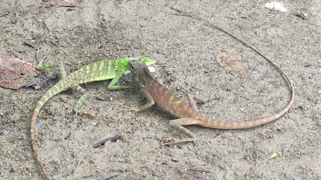 I'm Amazed, Look.  Missed it By the Second. Amazing Creature. Please Don't Forget To Subscribe.