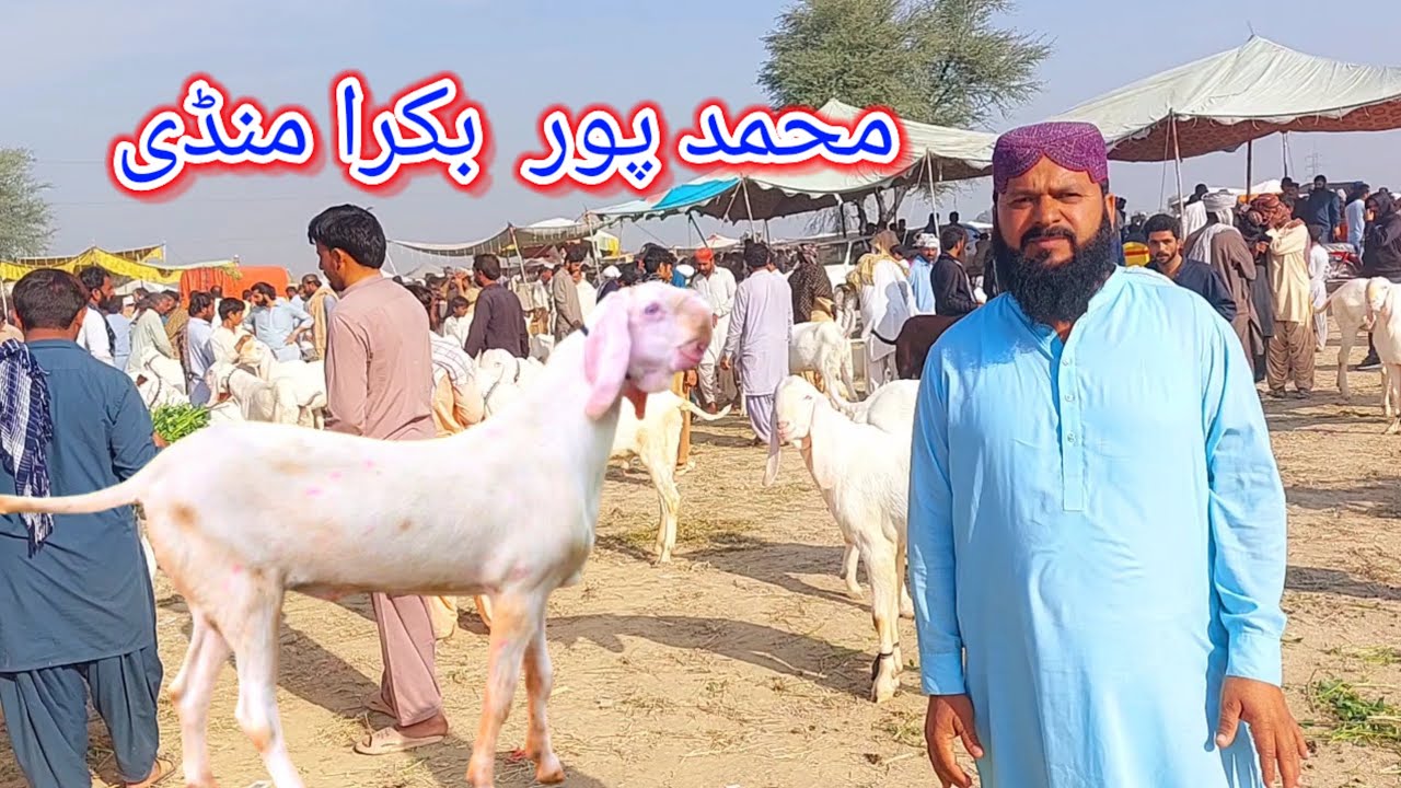 محمد پور بکرا منڈی ٹاپ کالٹی کے راجن پوری ابلک بیتل نسلی بکرے 03321400186 ☎️📱