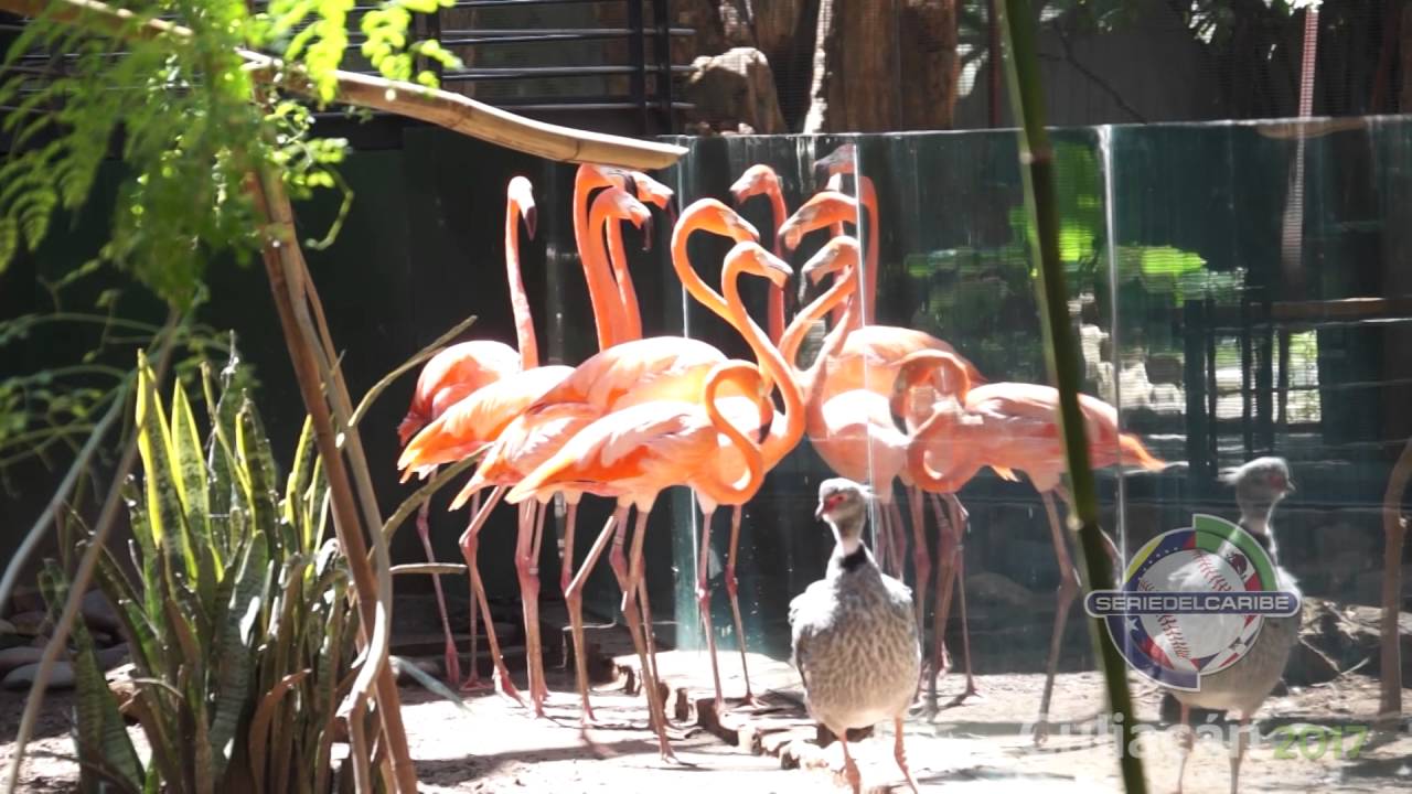 Culiacán sabe... Ahora en el Zoológico de Culiacán.