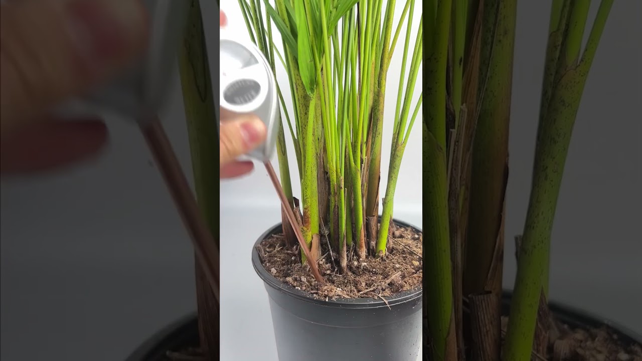 Keep plant care easy with a water meter! No guess work needed 🙌🏻 #houseplant #lifestyle #garden