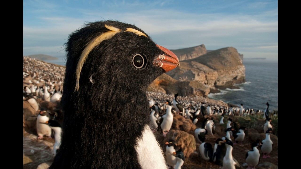 Robotic Penguin Gets Swept Away By Massive Wave!