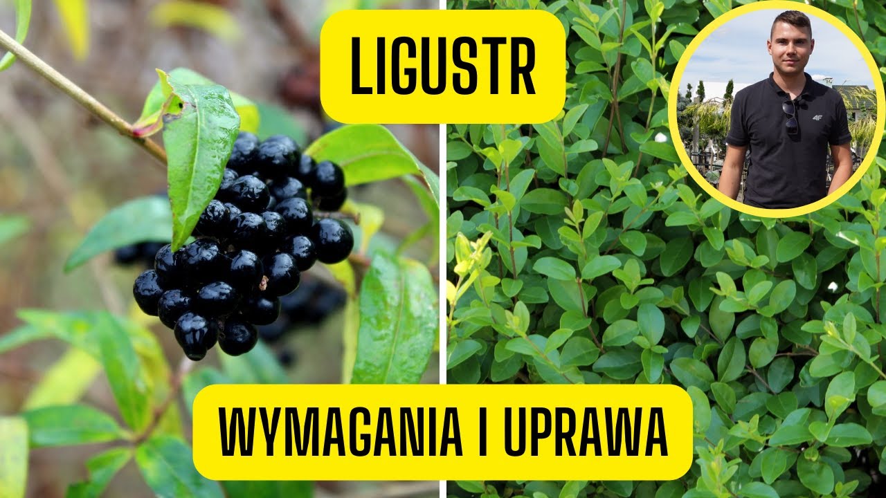 Ligustr &ndash; wymagania i uprawa. Wady i zalety formowanego żywopłotu z ligustra