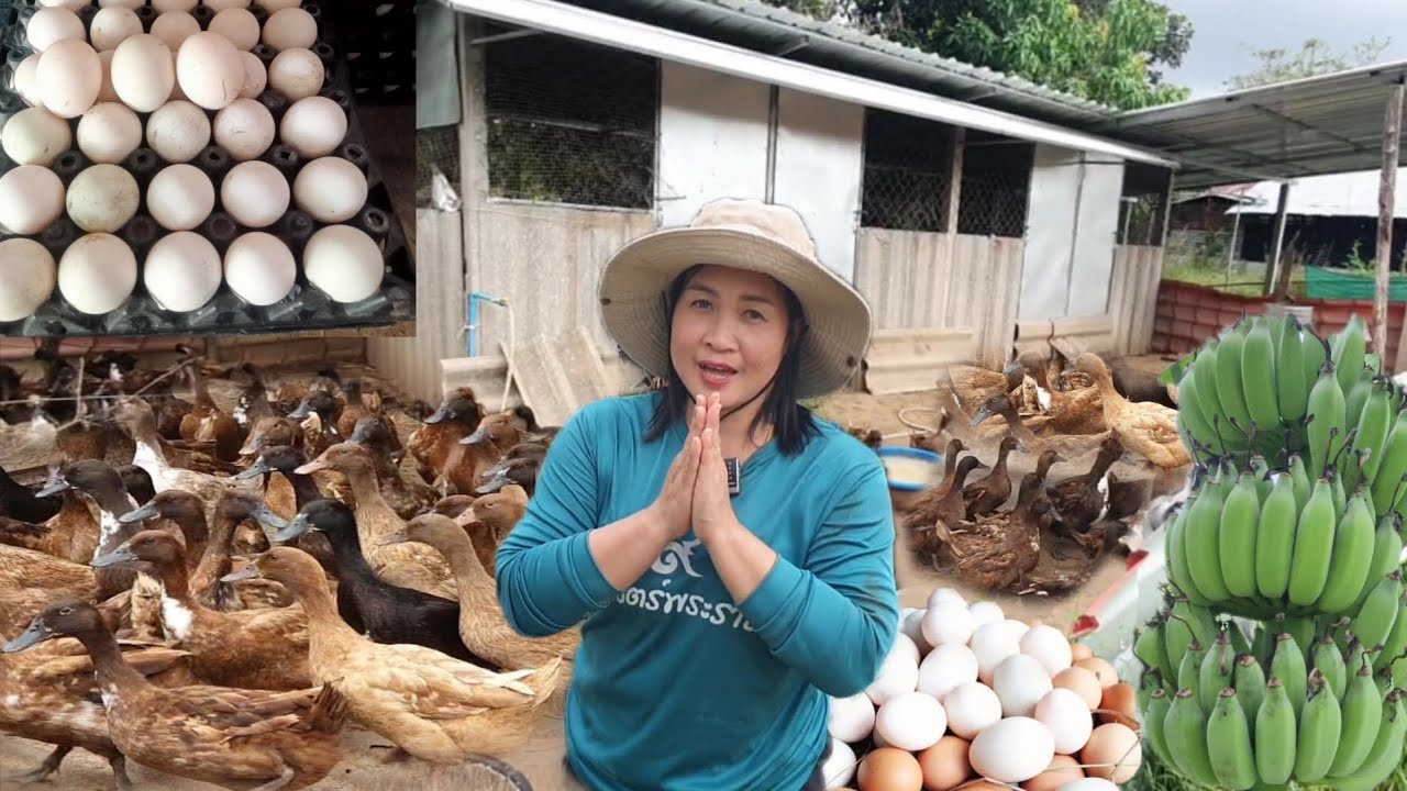 ผู้หญิงทำเกษตรเลี้ยงเป็นไข่🦆พื้นที่น้อยมีรายได้ทุกวัน !!