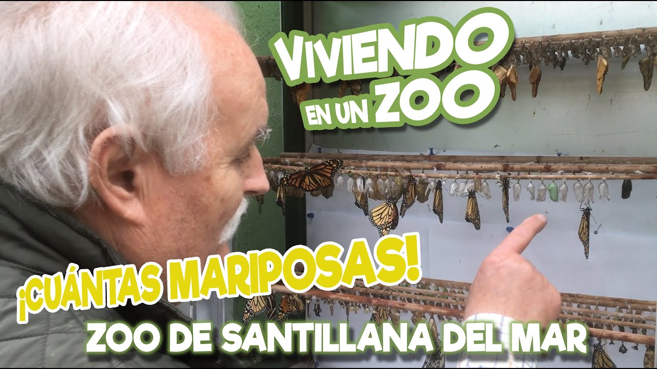 Cuántas mariposas!
