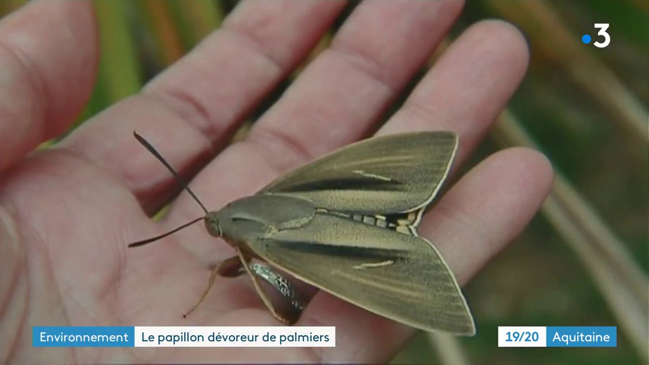 Le papillon palmivore fait des ravages