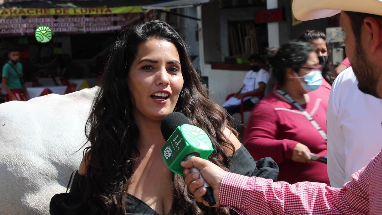 Ganado Piemontese, Gyr, Caballos Shetland y Ovino bicampeón nacional Pelifolk en Expo Jalisco 2021