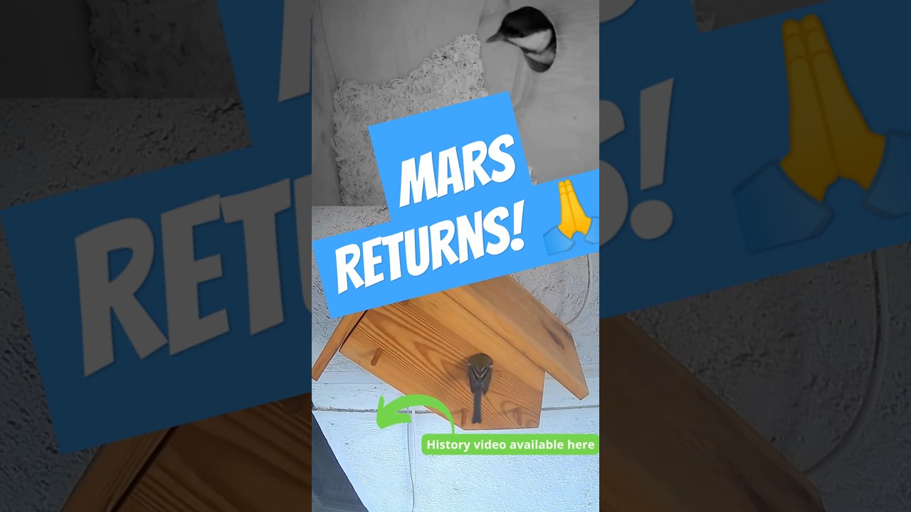 Mars Returns: A Hopeful Comeback After the Fight #birdwatchingadventure #birds @Bird_Hotel