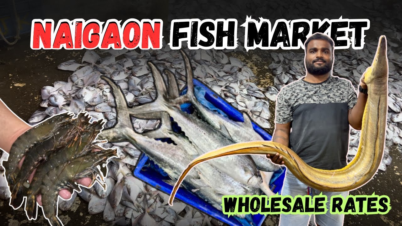 Naigaon fish market || wholesale market || auctions #fishmarket #wholesalefishmarket #bigfish