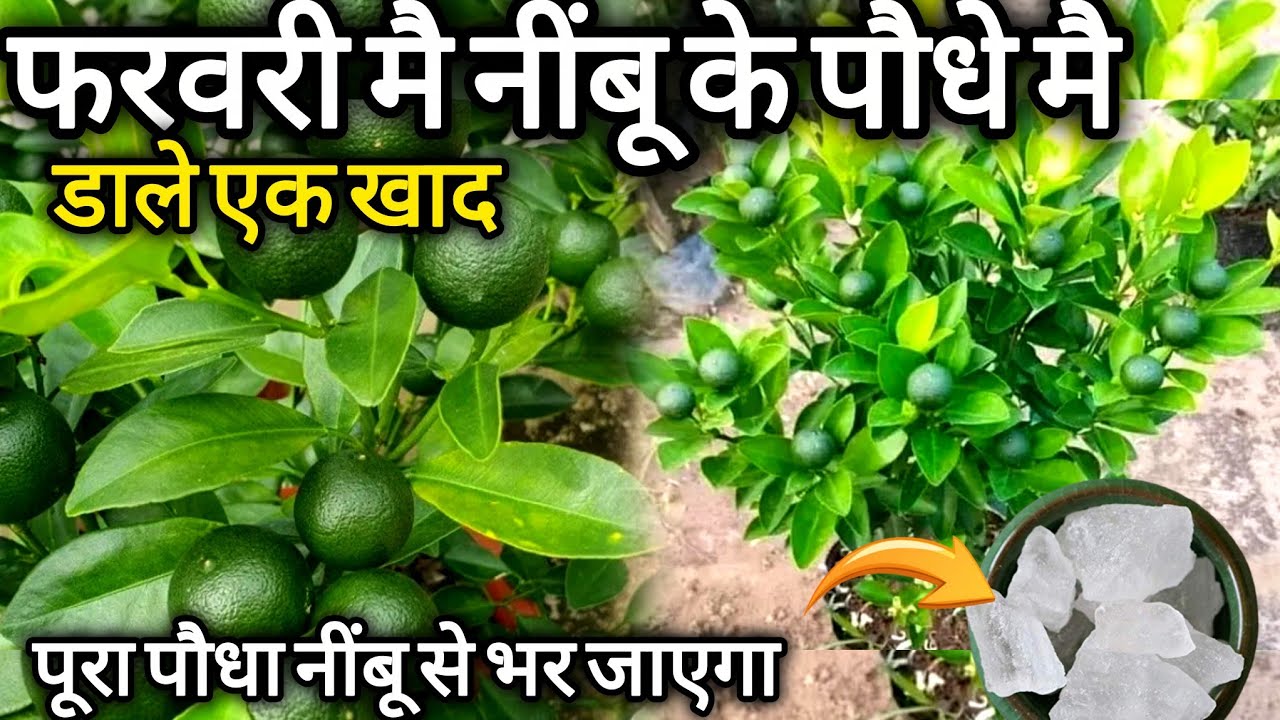 यह खाद आपके सूखे हुए नींबू को फूल एवं फल से भर देगा || Lemon Plant Care And Fertilizer.Nimbu ki care