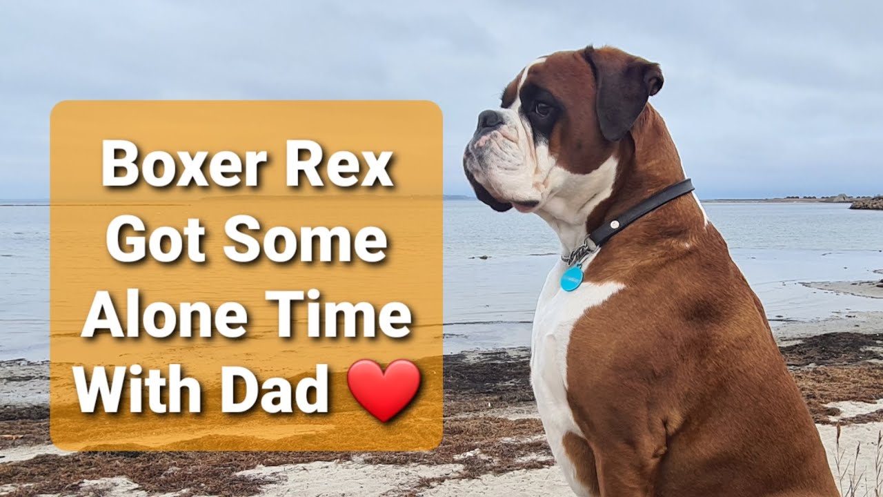 Boxer Rex Got Some Alone Time With Dad 😍