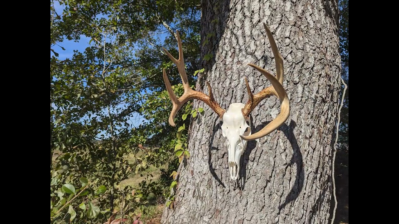 Critter creek Skull renewal
