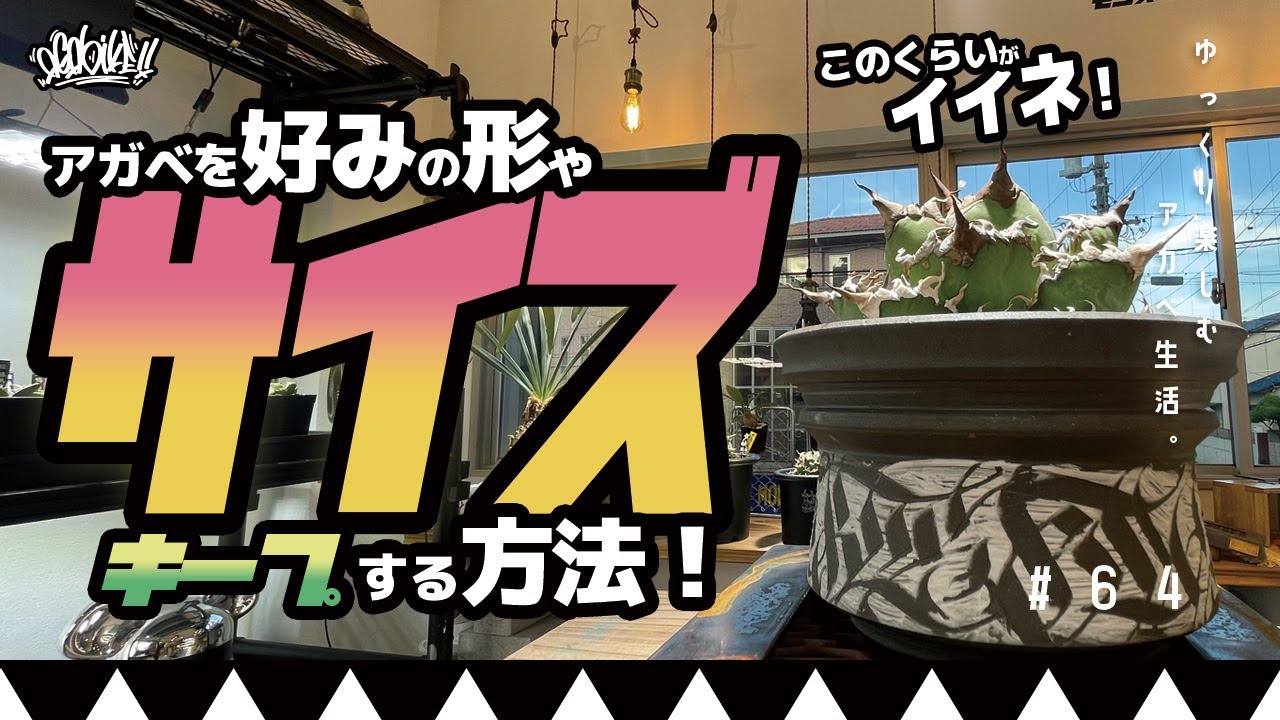 アガベのサイズをキープする方法！このくらいのサイズがイイ