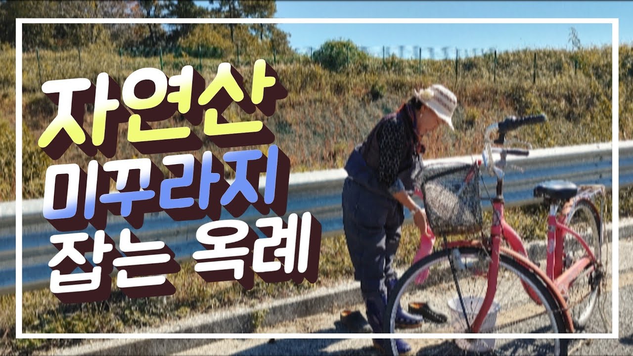 옥례엄니 자연산 미꾸라지 잡는  일상찍어봤어요#추어탕#자연산미꾸라지잡는법