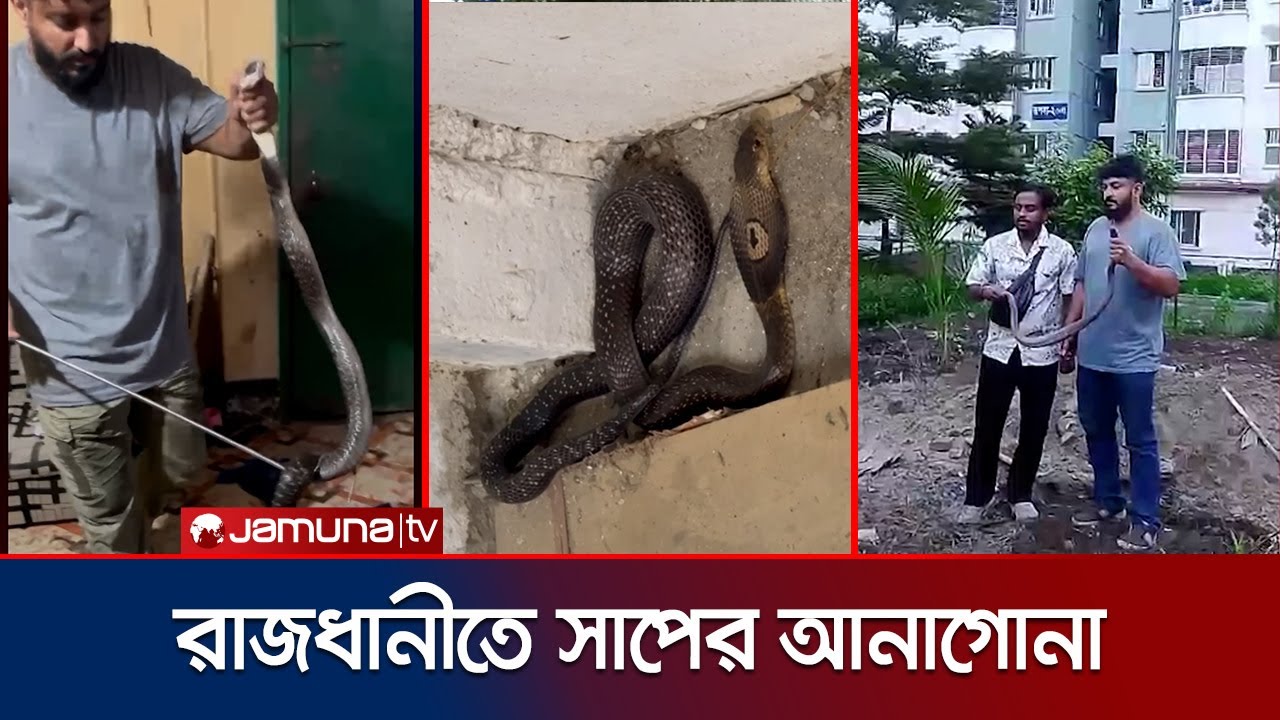 রাজধানীতে বিষধর সাপের আনাগোনা, সতর্ক থাকার পরামর্শ | Snake | Jamuna TV