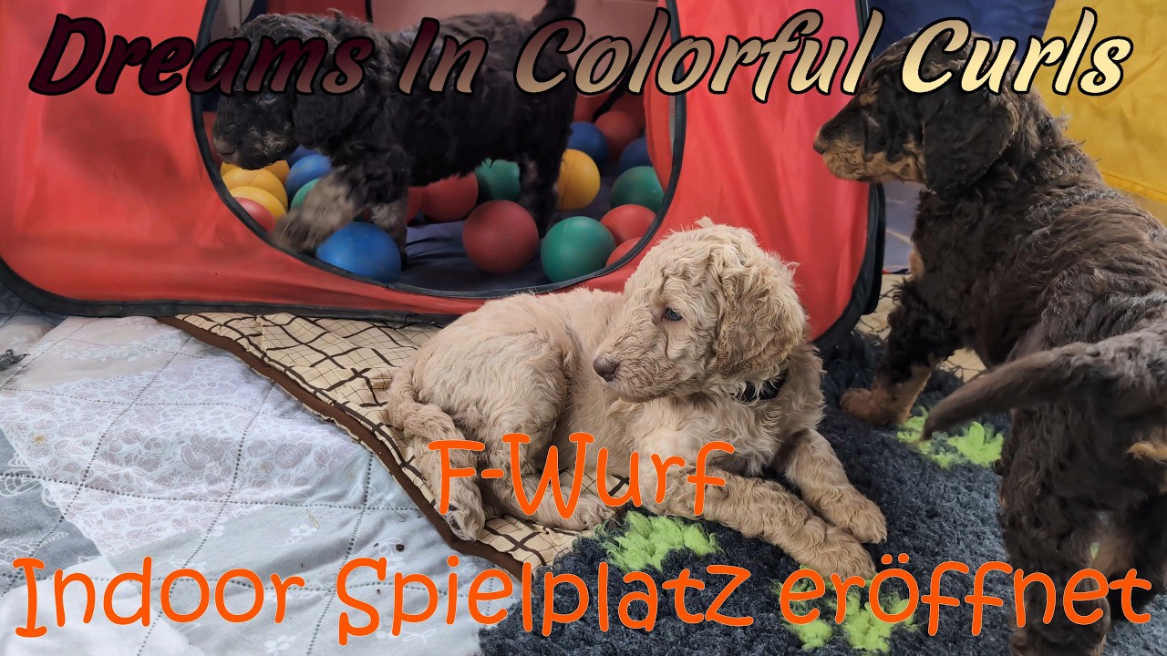 F Wurf 🐾 Willkommen in unserer 6. Abenteuerwoche!