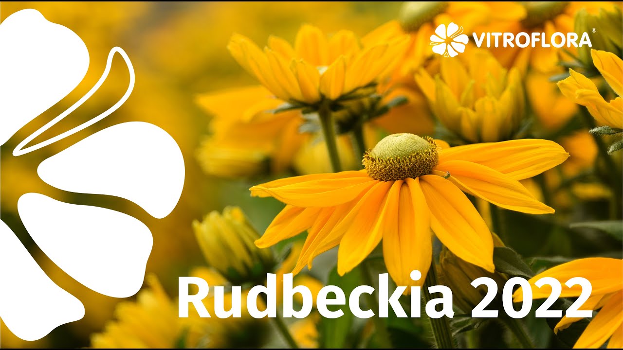 The offer for 2022 season - Rudbeckia!