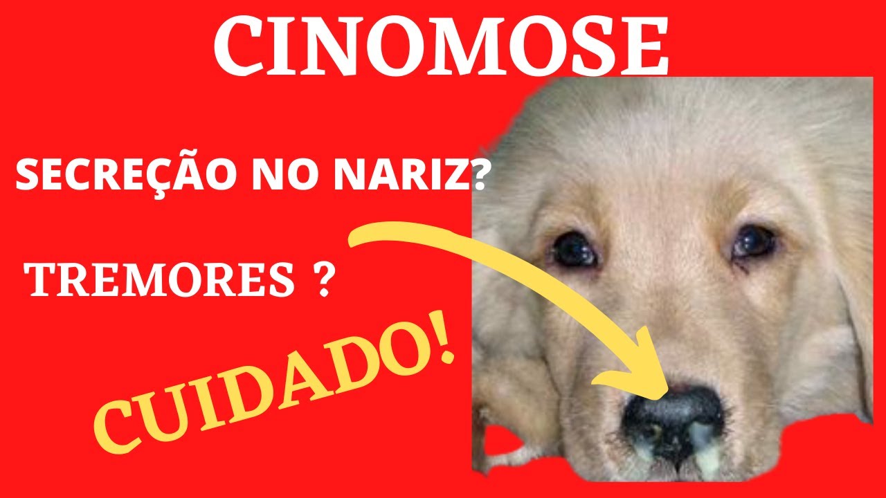 CINOMOSE CANINA! ESSA DOENÇA PODE MATAR!
