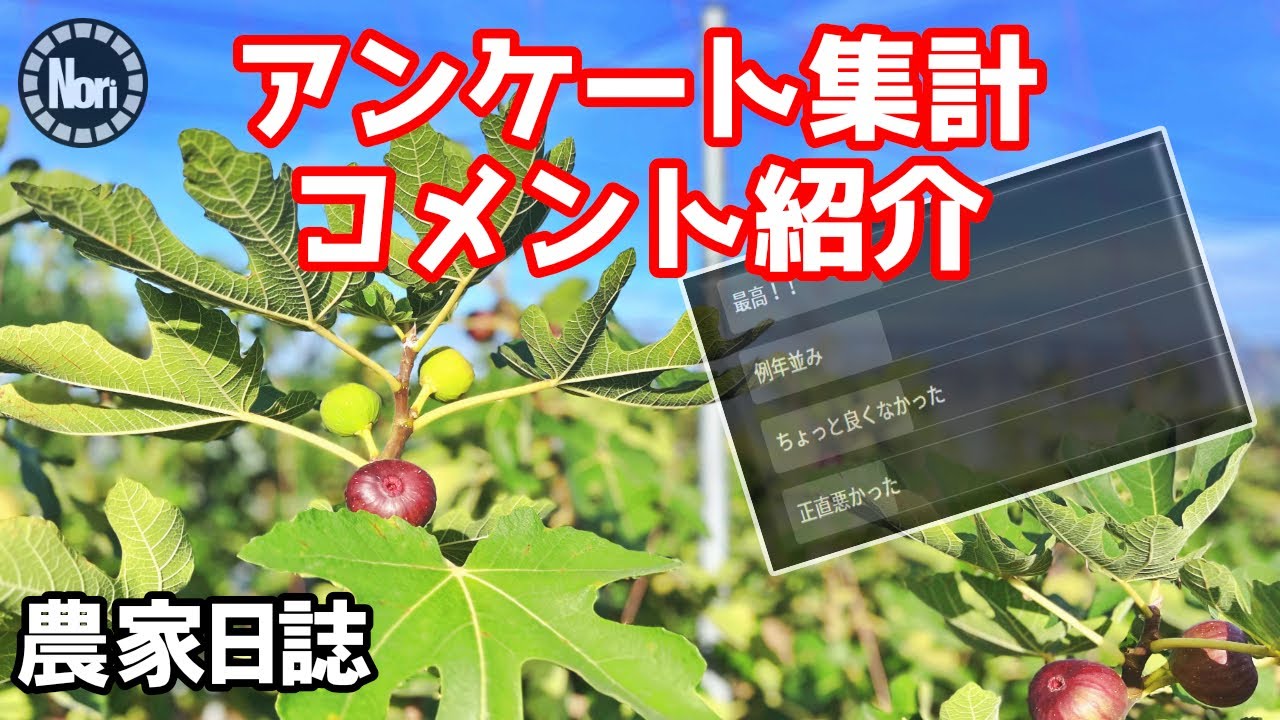 アンケート集計｜コメント紹介　【いちじく栽培】