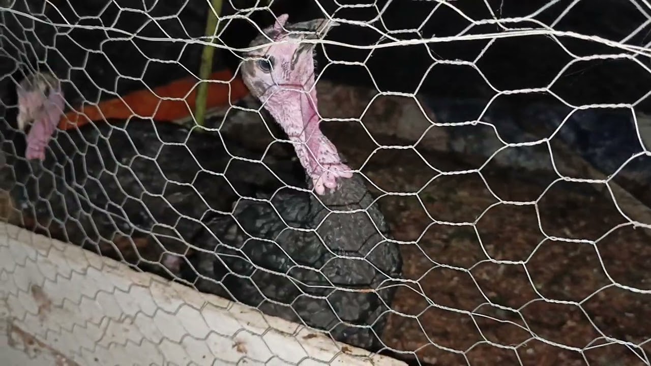 Mostrando unos de mis animalitos espero les guste