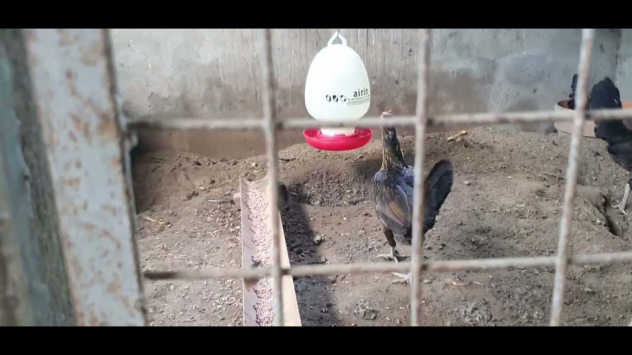 Farm Breeding Materials for 2025 part1 like and share my youtube channel,  God Bless po..