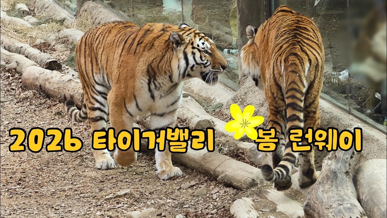 호랑이형제의 봄 런웨이 🌸 #다운 #나라 #Amurtiger #에버랜드 #타이거밸리