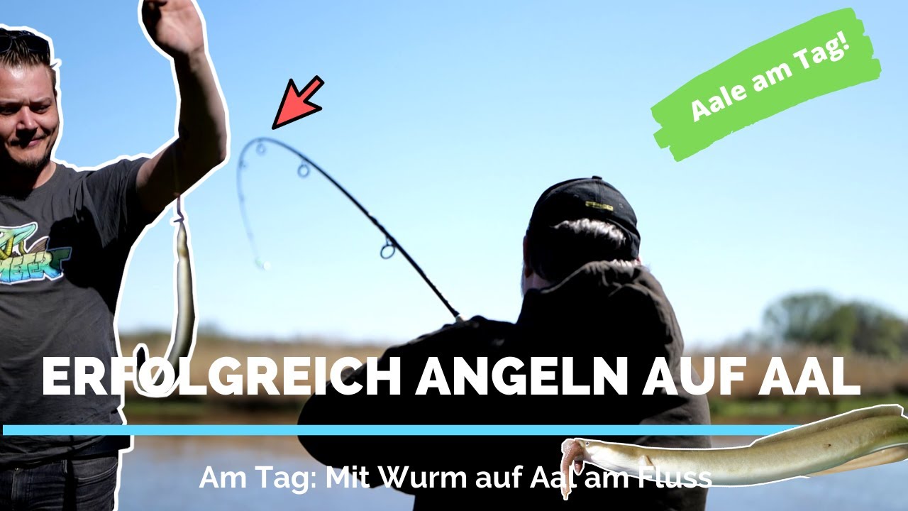 Aalangeln am Tag mit Erfolg | Mit Wurm erfolgreich auf Aal am Fluss