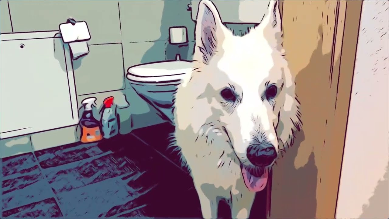 Rasta's Home - the home of rastawhiteshepherd