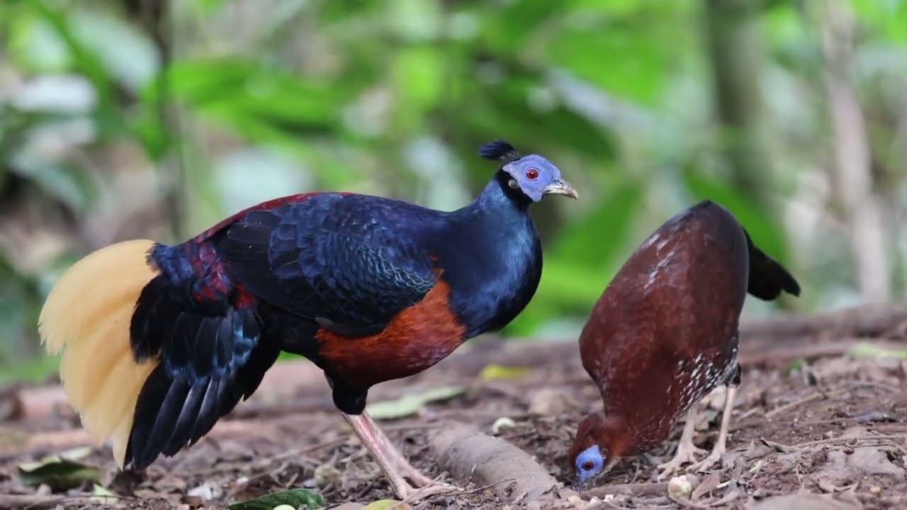 Birding in Sabah