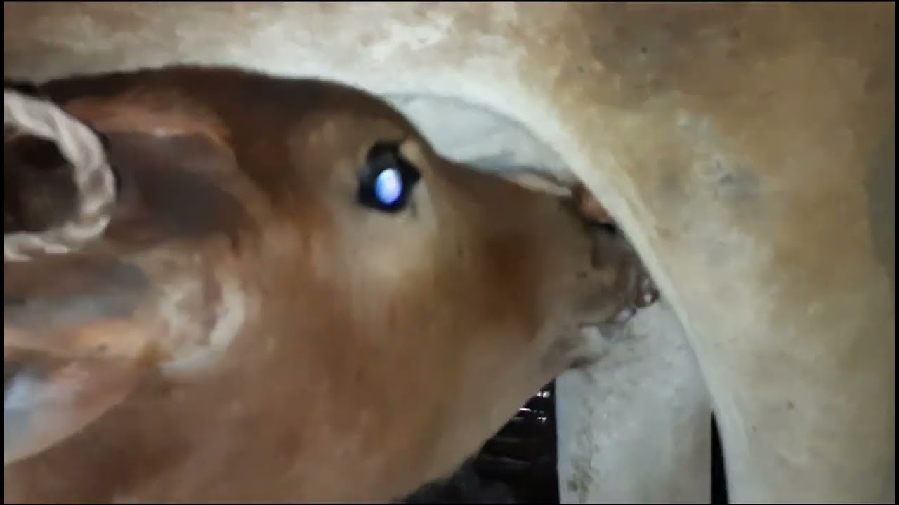 Indian desi cow milking || village cow milking by hand || village woman cow milking