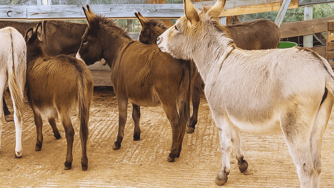 First Time Donkey Introduction 🐴 | Adorable Moments You Can’t Miss
