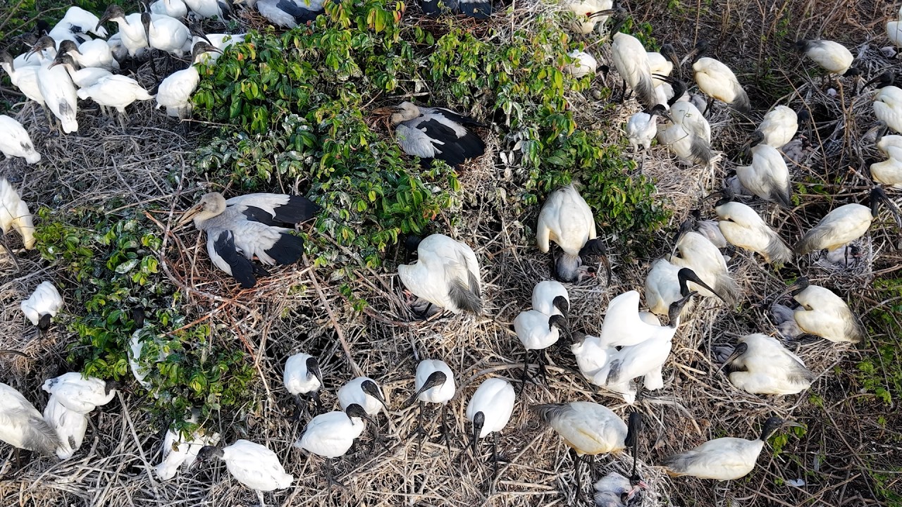 EP537 A NICE BIRDS AND PEACEFUL PLACE BIRD BIRD SHELT AND RELAXING SOUND FOR DEEPLY SLEEP