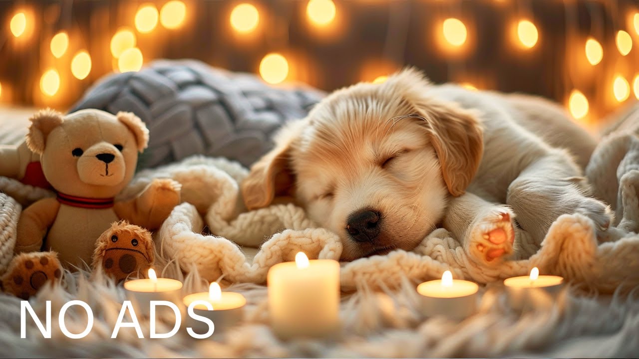 Лечебная музыка для собак 🐶 Расслабляющая музыка от тревоги разлуки 🐕 Расслабляющая музыка 💖