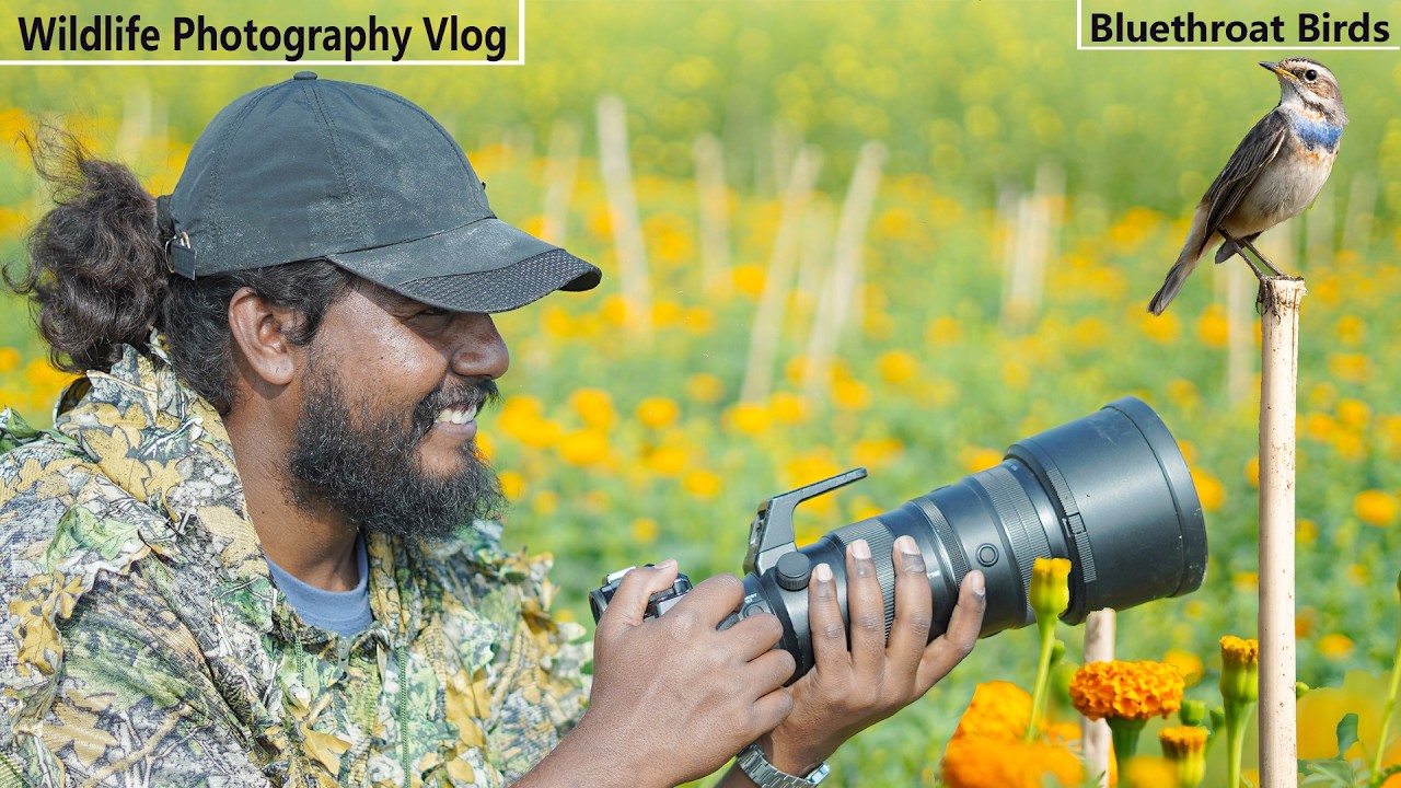 গাঁদা ফুলে  Bluethroat Birds | Behind Scenes Wildlife Photography | Wildlife Photography Vlog 75 ।