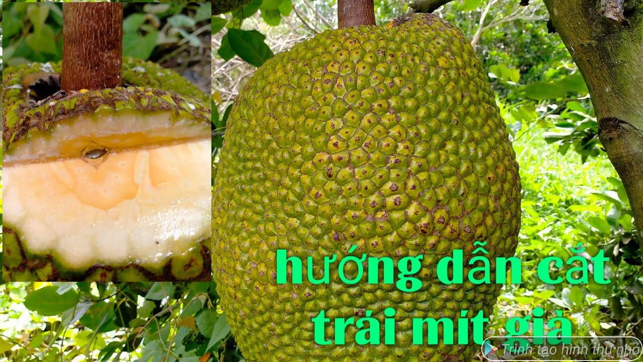 Hướng dẫn cắt trái mít già, cắt trái mít già chính xác 100%. Chia sẻ kinh nghiệm cắt mít cùng bà con