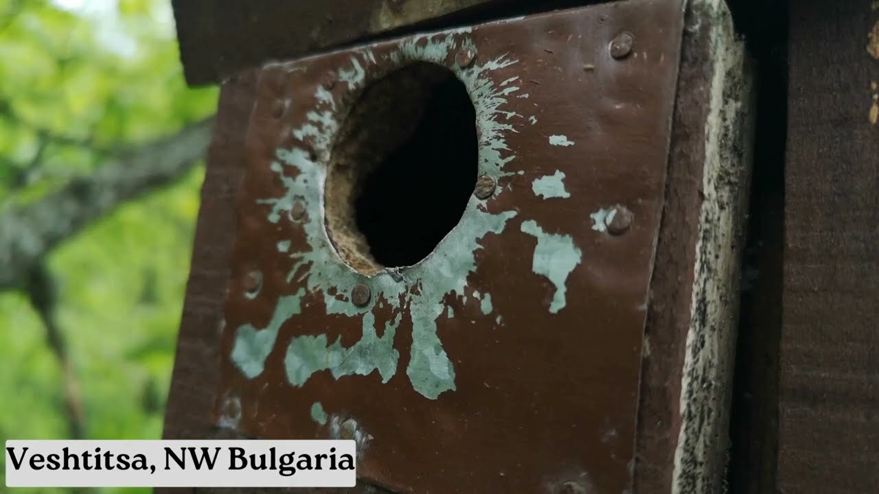 Great tit and Sombre tit nests with eggs - Checking nestboxes