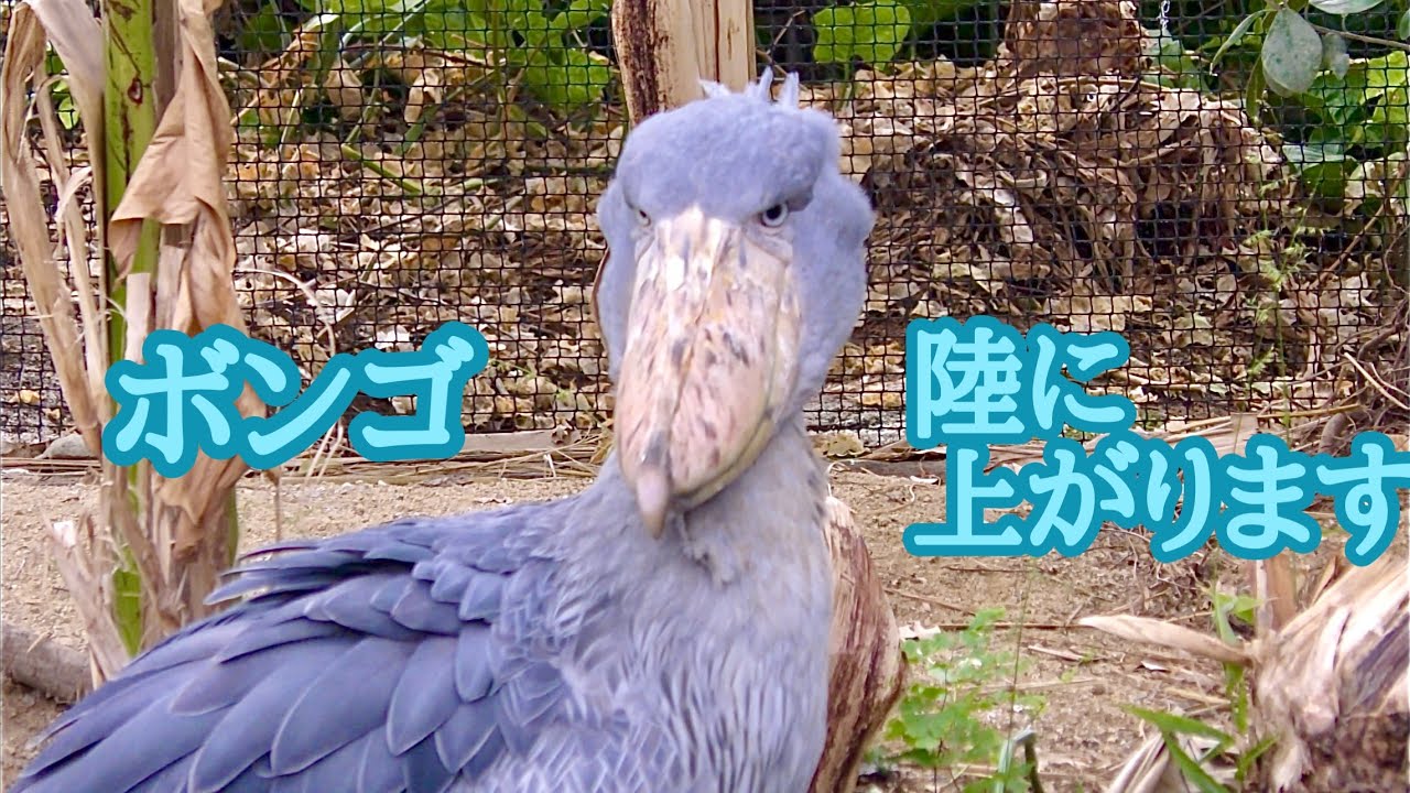 ハシビロコウ　ボンゴくん　陸へ上がります【掛川花鳥園】Shoebill Bongo-kun Kakegawa Garden 