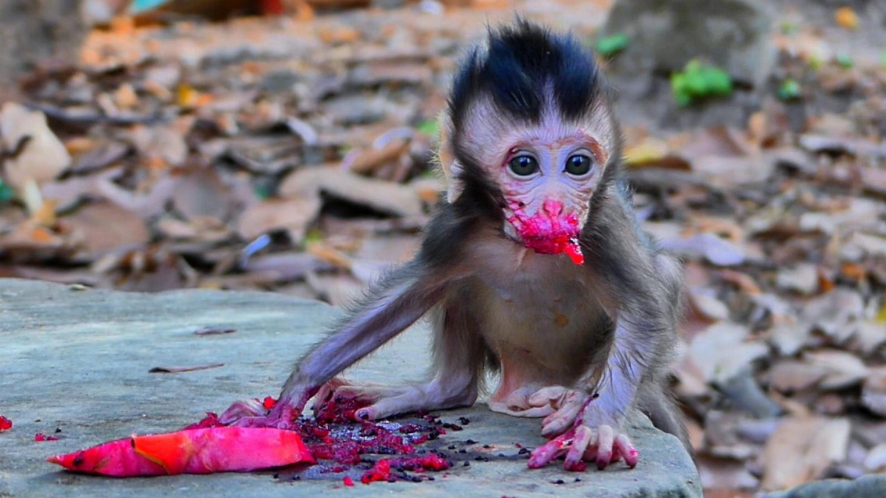 Yummy Time 💕 Baby Sterling Loves Red Dragon Fruit, | AmberTroop