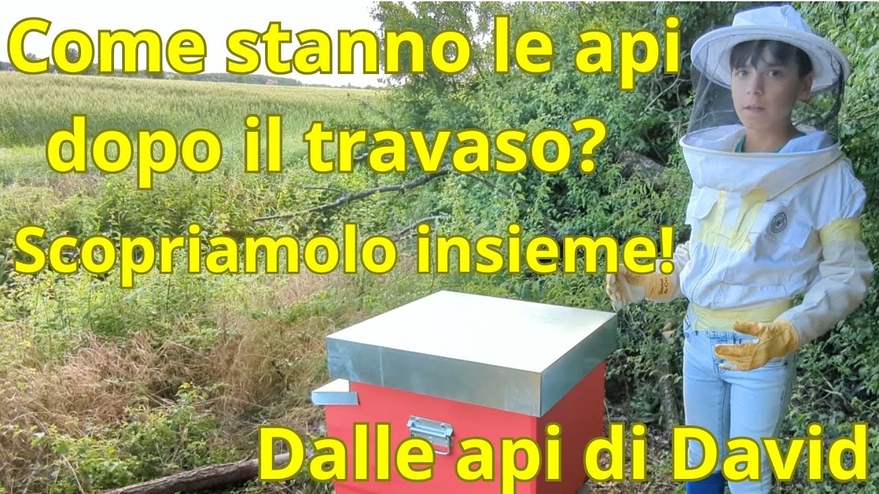 Come stanno le api dopo il travaso? Scopriamolo insieme!