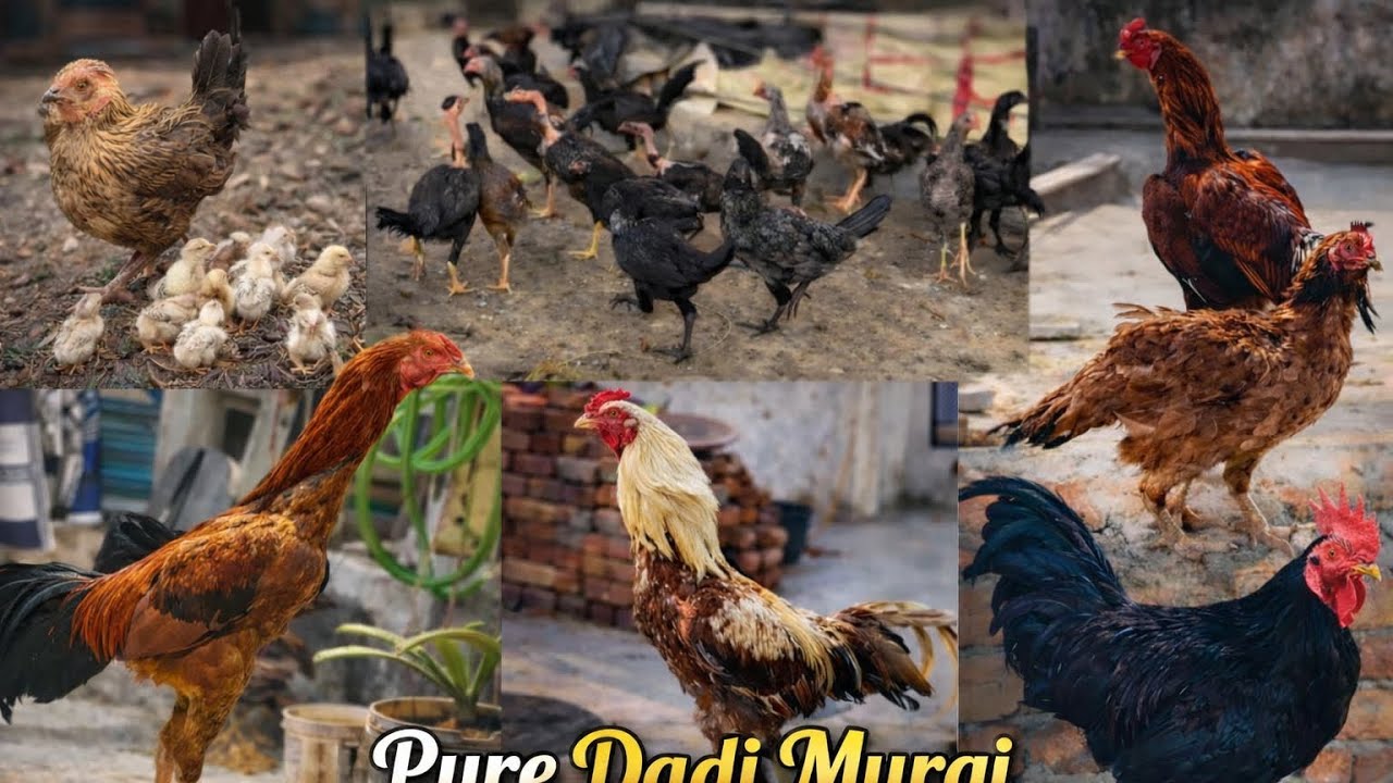 Aseel chicks for sale  in Hyderabad ❤️‍🔥