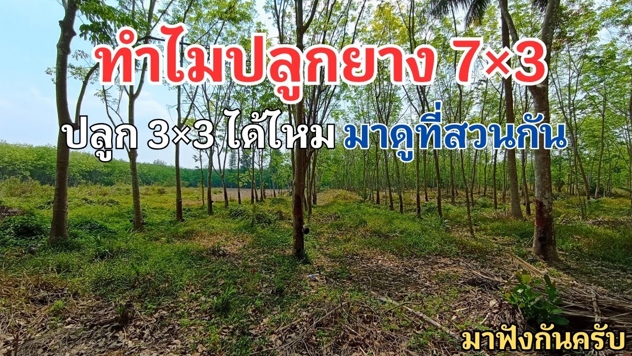 ทำไมต้องปลูกยางพาราระยะ 7×3 เมตร ปลูกระยะอื่นได้ไหม มาฟังกันครับ | ep.156