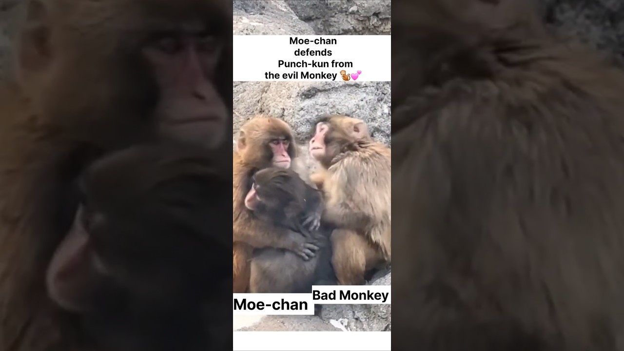 Moe-chan Defends Punch-kun from Bad Monkey #macaque #macaquemonkey #shorts #monkey #shortsyoutube